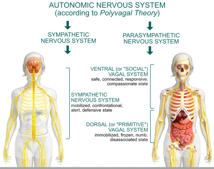 Polyvagal Theory opens up new ways to interact with our clients and ...